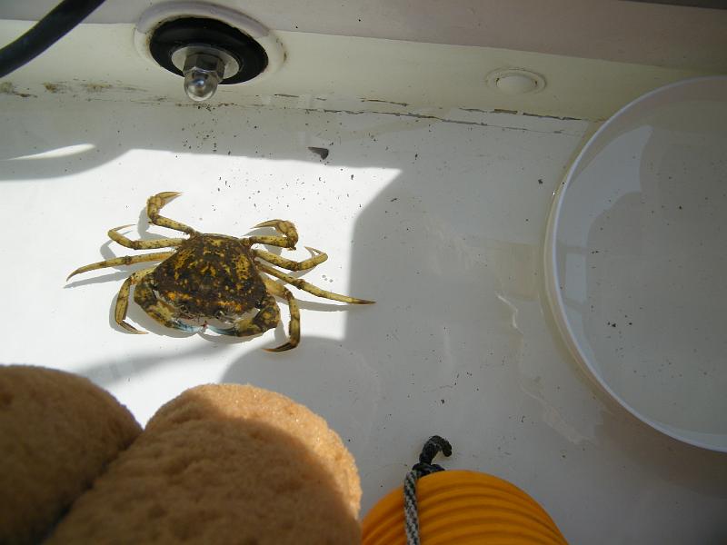 Krabbe gefangen.JPG